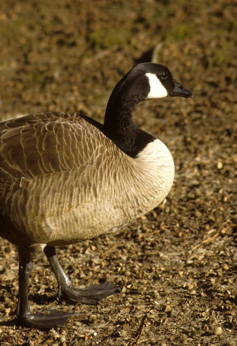 Canada goose