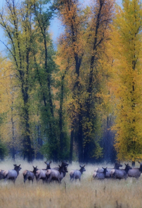 Elk herd in tall grass with autumn colored trees in background