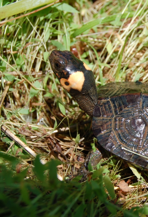 Young bog turtle, noted by yellow patch on neck, basks in the sun
