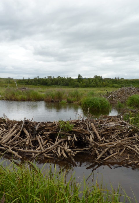 beaver dam in a wetland
