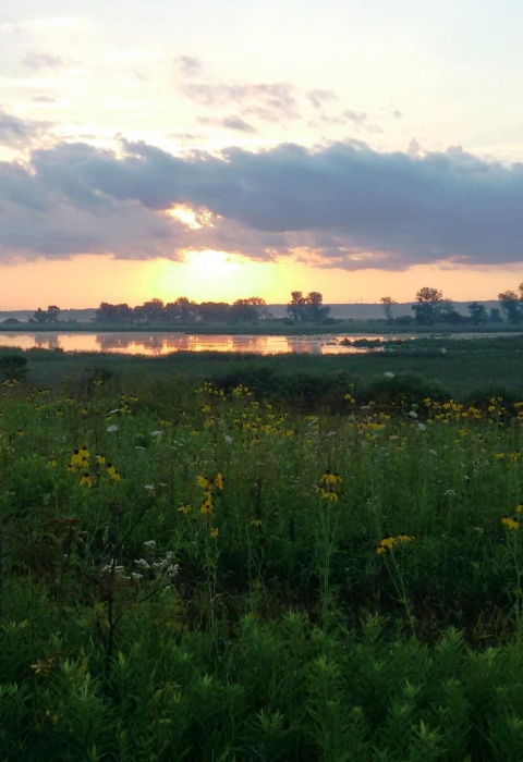sun rising over water and prairie plants on the marsh