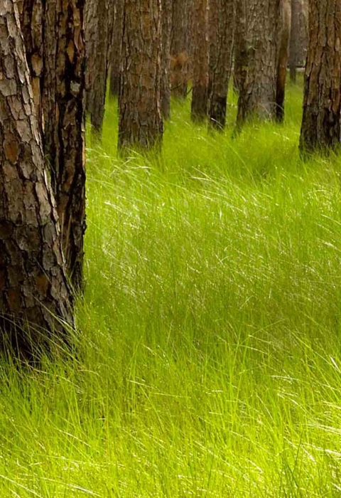 Pine trees in tall grass 