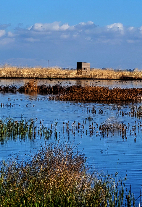 Wetlands scene with emergent grasses and ducks. A square building with a is on a levee beyond an area of open water. 