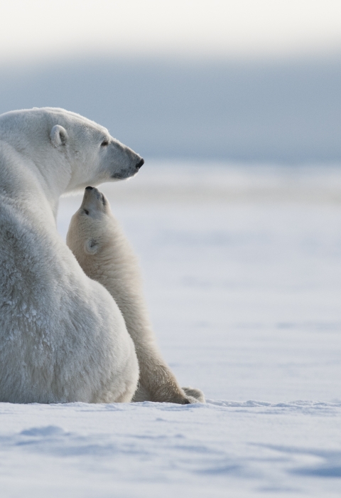 A polar bear adult and cub sit on ice.