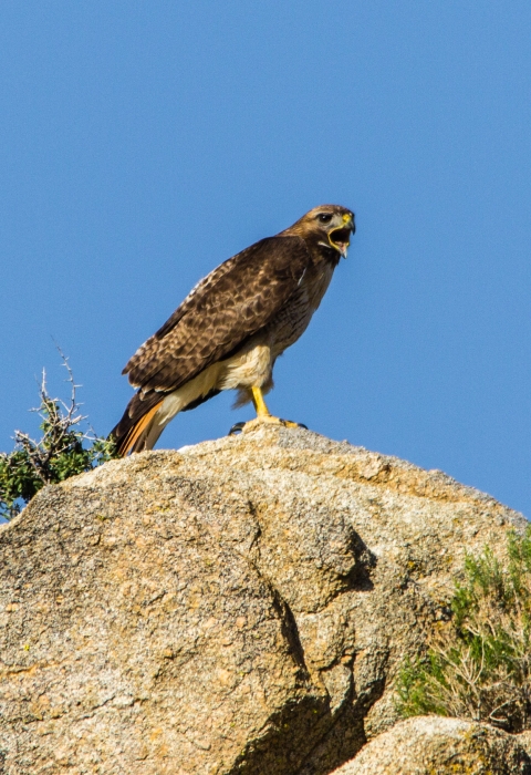 Red-tailed hawk perched on rock