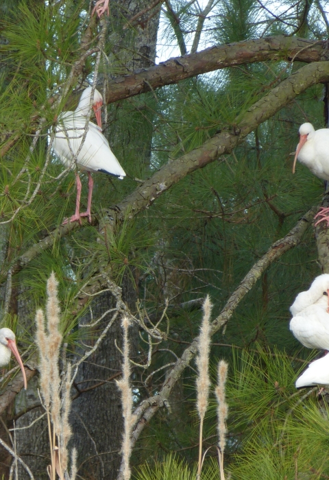 White ibis perched in pine tree