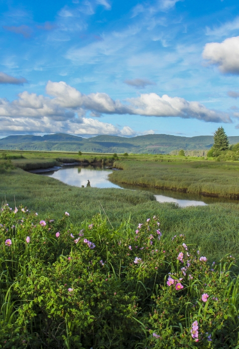 Scenic view of green fields and trees along river under bright blue sky.