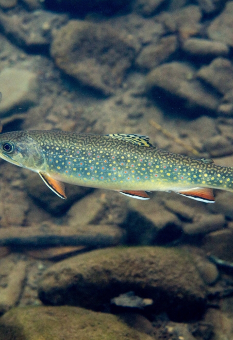 Four young brook trout noted by greenish color and yellow spot, swim in clear stream
