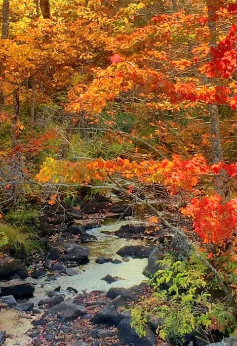 A stream cutting through a beautiful forest, whose trees' leaves are orange, yellow, red and green 