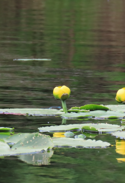 Yellow Water lily flowers and leaves in water in Kanuti Refuge.