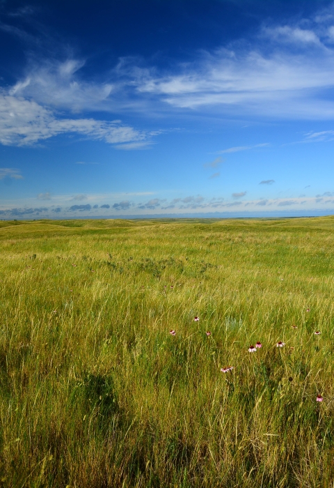 a vast field of healthy grassland under a blue sky. Wildflowers are visible in the foreground