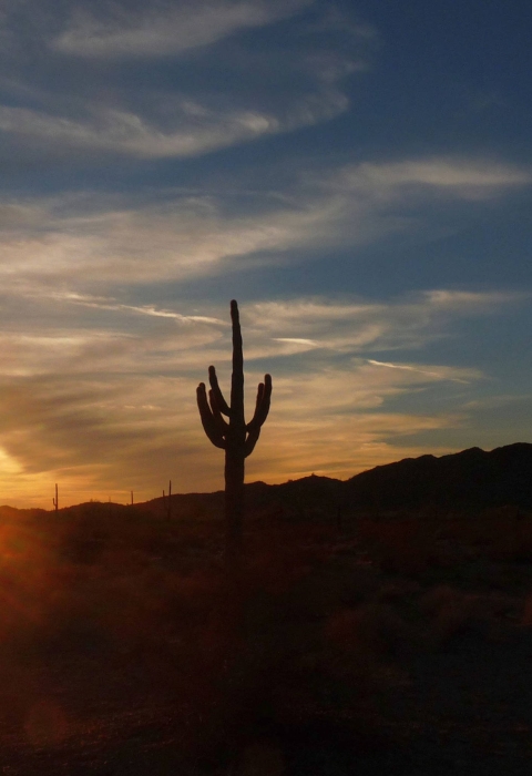 Four Saguaro cacti are shown against a bright sunset.