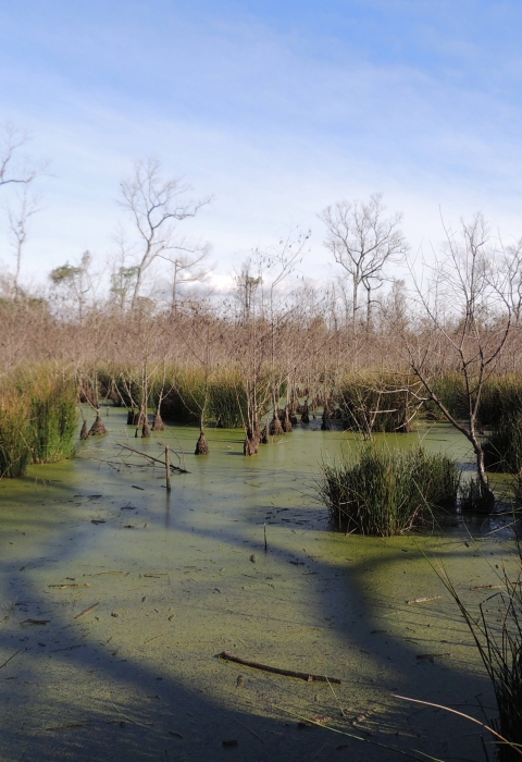 a lake covered in algae with cypress trees and tall grasses