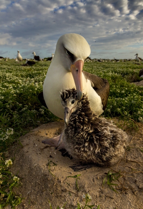 A white adult seabird tends a smaller, fuzzier brown chick.