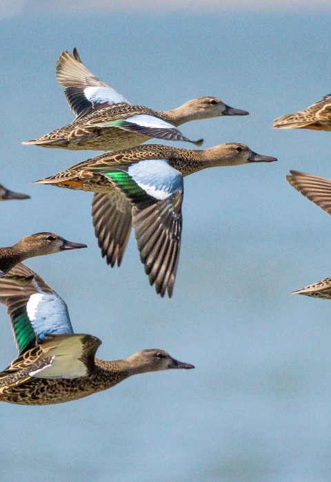 birds with blue and green wings migrating