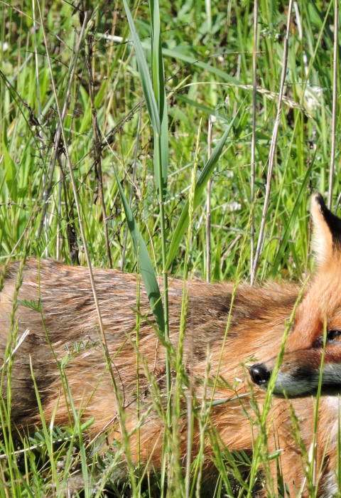 red fox laying in tall grass