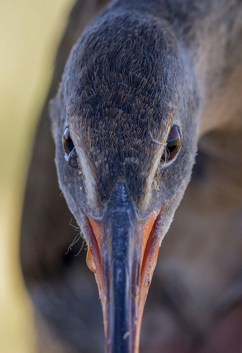Close up of a bird's face