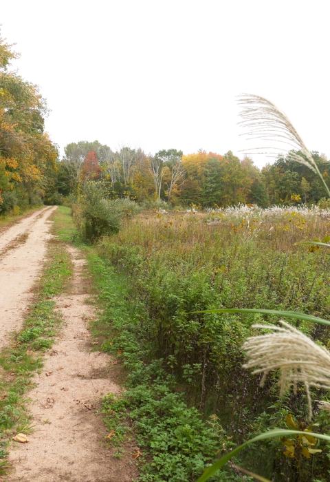 A dirt road stretches along an overgrown field toward the woods. 