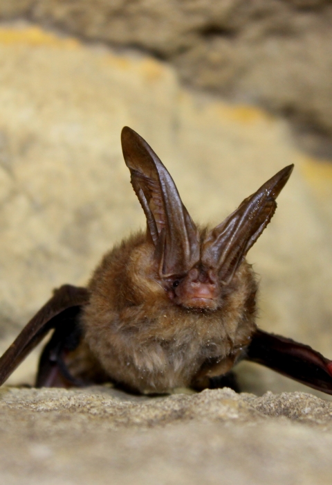 brown bat with large ears on a rocky surface