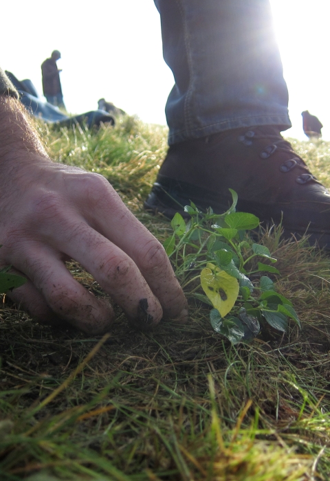 A closeup of hands planting violets in green grass.
