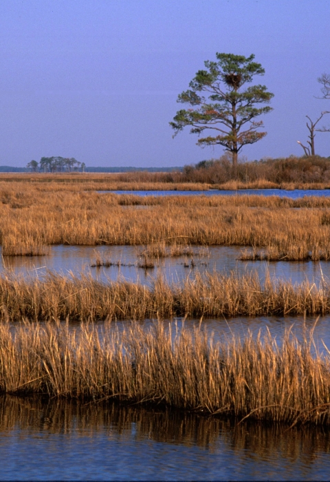 Tidal marshes at Blackwater NWR with a few pine trees in the background.