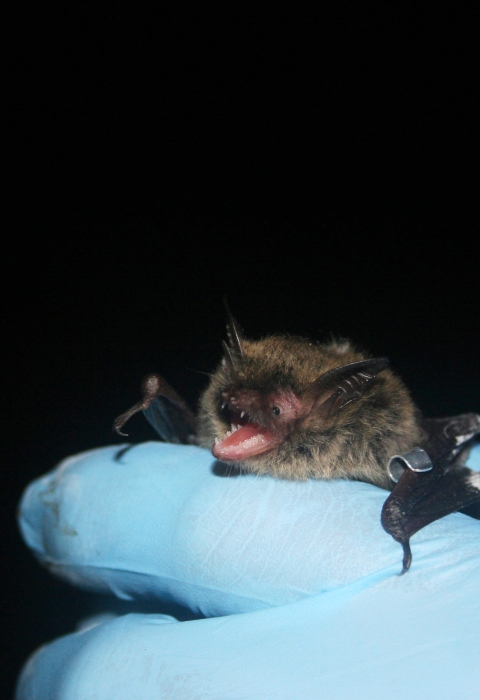 furry bat with its mouth open is held by gloved researcher
