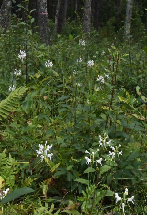 White orchids in a green field of wild plants.