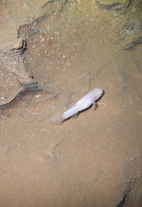 white, translucent fish swims in cave stream 