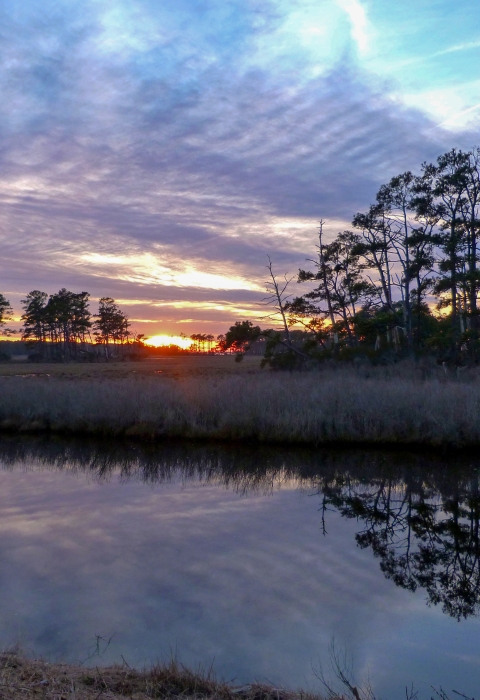 A saltmarsh with open water in the foreground, pines and grass in the distance and a background sunset sky of purple, pink and blue