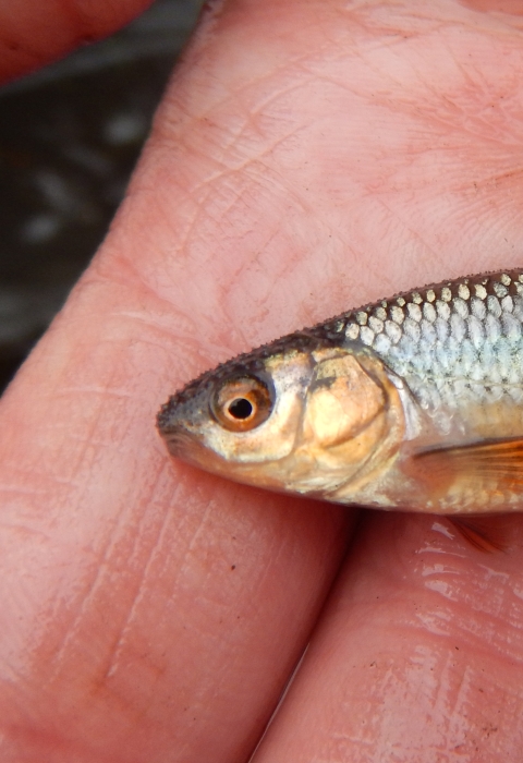 Minnow in a researcher's hand