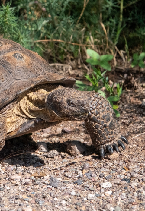 A Sonoran desert tortoise walks across a gravel trail.