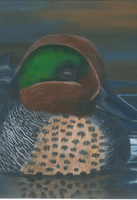Painting of a green-winged teal drake floating in a wetland