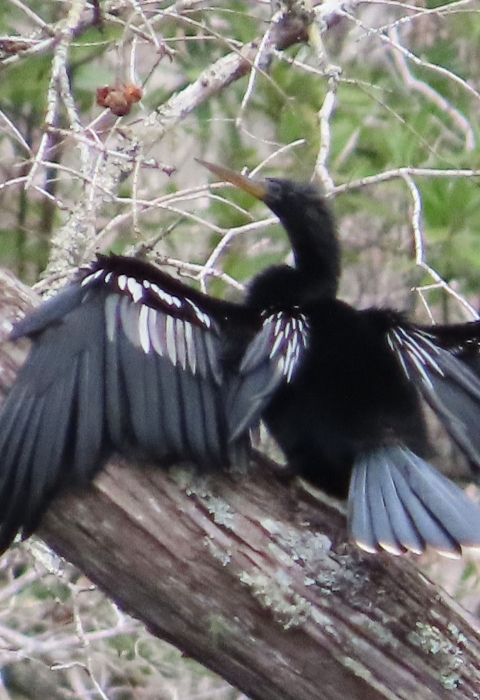 Black bird with outstretched wings standing on fallen tree