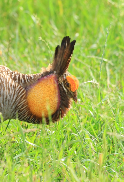 a brown and tan striped bird with orange on the top of its head and sides of its neck leans parallel to the ground with tail pointed upward and wings held back