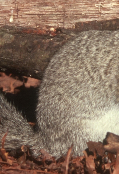 Delmarva fox squirrel on the ground in leaf litter eating an unseen food item.