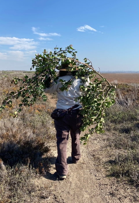 Park ranger carries a large shrub on their back while walking on a trail. 