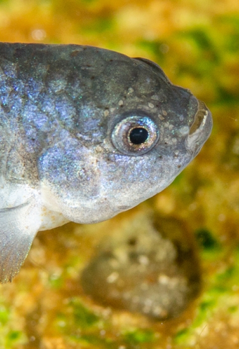 A photo of a small endangered species called Devils Hole pupfish with metallic blue on its side.