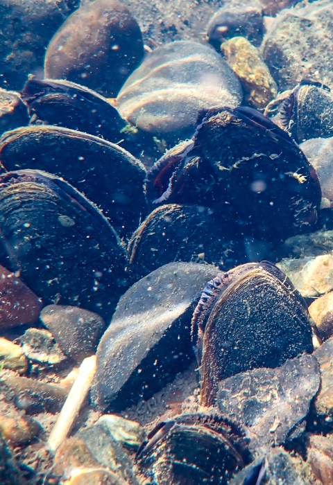 Freshwater mussels among rocks at the bottom of a body of water