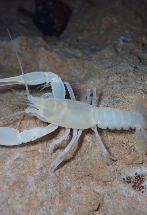 Benton County Cave Crayfish (Cambarus aculabrum) . Fish & Wildlife  Service