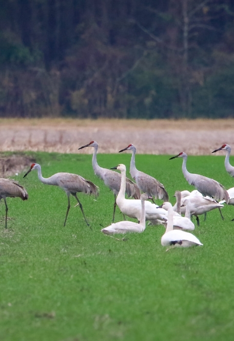 A line of tall sandhill cranes walking on bright green grass with a group of white tundra swans