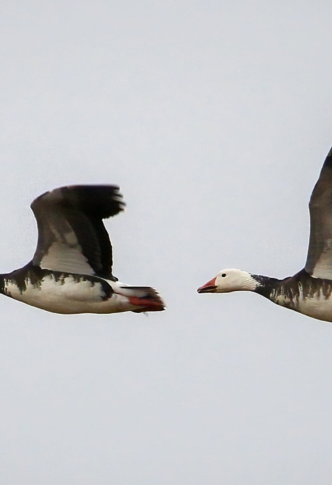 Two white and black geese flying with wings spread wide