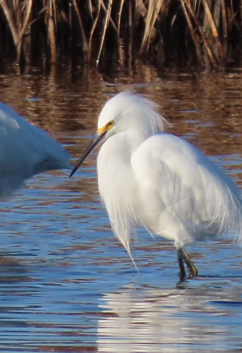 Two white snowy egrets standing in water