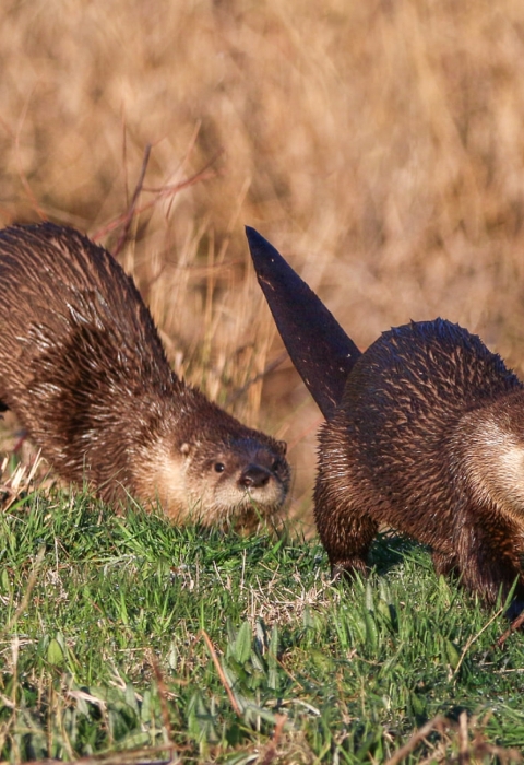 Two brown otters running through brown field and green grass