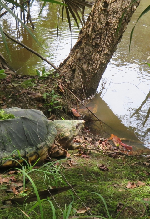 An adult alligator snapping turtle sitting on the bank of a waterway.
