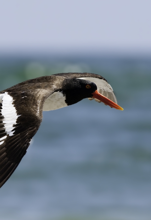 A dark bird with an orange bill and a white stripe in the wings flies in front of the ocean