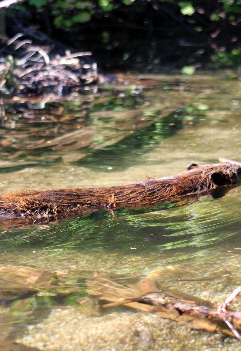 A beaver swims in a pond.