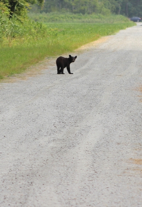 Large black bear sits in the road