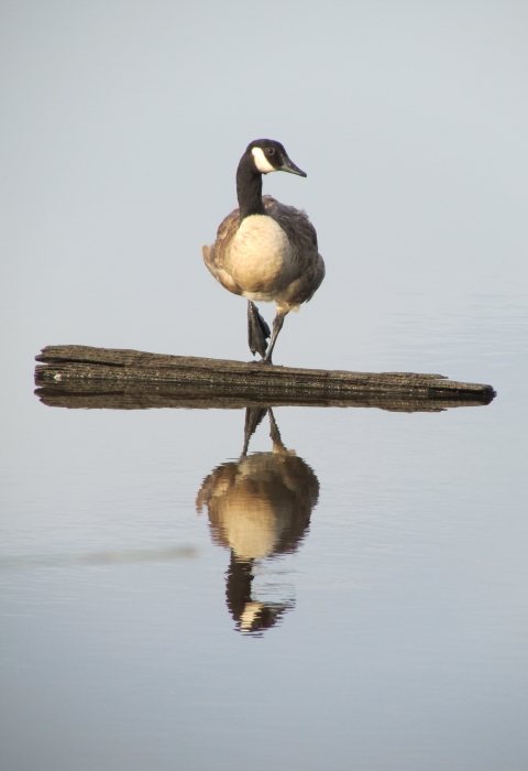 A goose with black-and-white head sits with one foot up on a log