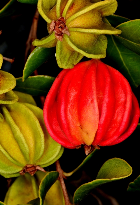 Close up shot of eugenia woodburyana's red and yellow-green fruit.