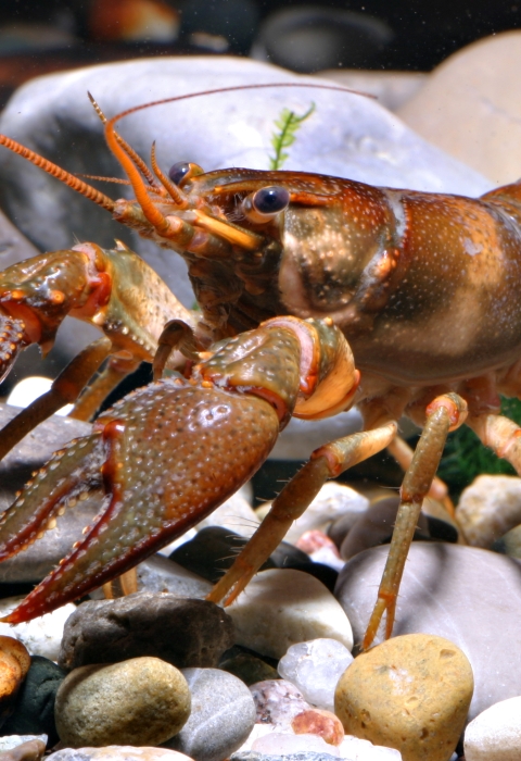 reddish-colored crustacean on rounded rocks at bottom of stream 